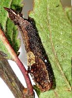 Cilix glaucata - Chinese Character