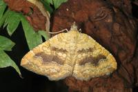 Eulithis populata - Northern Spinach