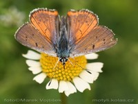 Lycaena alciphron - Purple-shot Copper