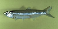 Anchoa hepsetus, Broad-striped anchovy: fisheries, bait