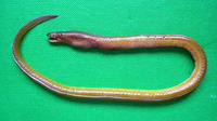 Myrophis punctatus, Speckled worm eel: fisheries, bait