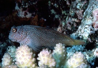 Cirripectes stigmaticus, Red-streaked blenny: aquarium