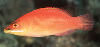 Pseudocheilinus evanidus, Striated wrasse: aquarium