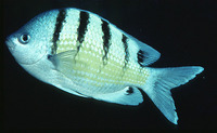 Abudefduf abdominalis, Green damselfish: aquarium
