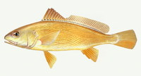 Nibea albiflora, White flower croaker: fisheries