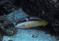 Halichoeres nicholsi, Spinster wrasse: