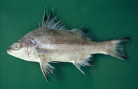 Boridia grossidens, Bourriqueta porgy: fisheries