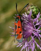 Zygaena laeta - Bloodword Burnet