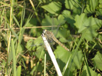 Orthetrum brunneum