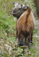 Image of: Budorcas taxicolor (takin)