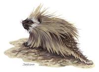 Image of: Erethizon dorsatum (North American porcupine)