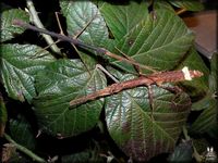 Hesperophasma lobata