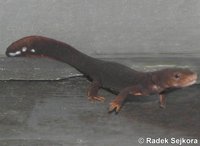 Pachytriton labiatus