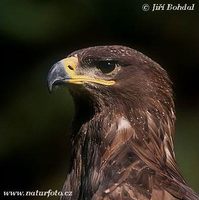 Aquila nipalensis - Steppe Eagle