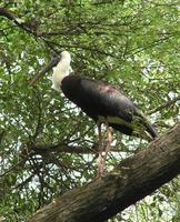 Ciconia episcopus - Woolly-necked Stork