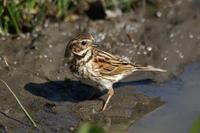 Emberiza schoeniclus - Reed Bunting