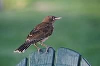 Margarops fuscatus - Pearly-eyed Thrasher