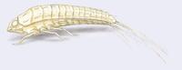 Image of: Eoxenos laboulbenei