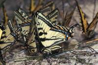 Image of: Papilio glaucus