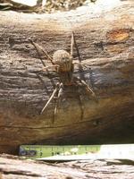 Image of: Opisthothelae