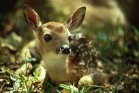 Odocoileus virginianus - White-tailed Deer
