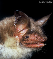 Myotis myotis - Greater Mouse-eared Bat