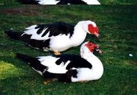 Image of: Cairina moschata (Muscovy duck)