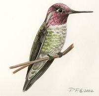 Image of: calypte anna (Anna's hummingbird)