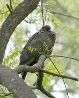 Image of: Columba picazuro (Picazuro pigeon)