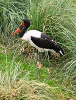 Image of: Ephippiorhynchus senegalensis (saddle-bill stork)