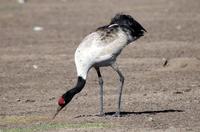 Image of: Grus nigricollis (black-necked crane)