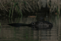 Castor fiber - Eurasian Beaver