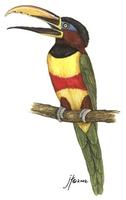 Image of: Pteroglossus castanotis (chestnut-eared aracari)