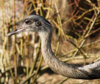 Image of: Rhea americana (greater rhea)