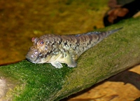 Periophthalmus barbarus - Atlantic Mudskipper