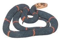 Image of: Azemiops feae (Fea's viper)