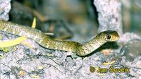 Ptyas mucosa