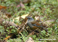 Maroon-backed Accentor - Prunella immaculata