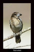 Pied Butcherbird