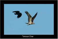 Torresian Crow