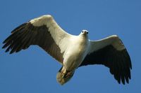 White bellied Sea Eagle