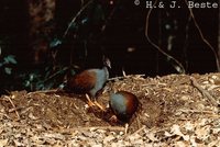 Orange-footed Scrubfowl - Megapodius reinwardt