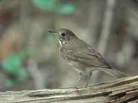 Gray-cheeked Thrush (Catharus minimus) photo