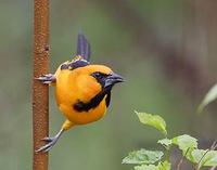 Altamira Oriole (Icterus gularis) photo