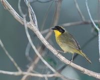 Bahama Yellowthroat (Geothlypis rostrata) photo