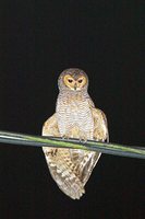 Spotted Wood-Owl - Strix seloputo