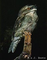 Tawny Frogmouth - Podargus strigoides