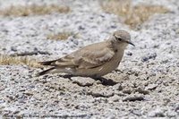 Common Miner - Geositta cunicularia