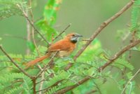 Hoary-throated Spinetail - Synallaxis kollari