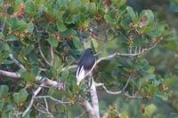 White-tailed Cotinga - Xipholena lamellipennis